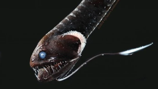 Descubren cuál es el secreto por el que “desaparecen” los peces en aguas profundas Descubren cuál es el secreto por el que “desaparecen” los peces en aguas profundas