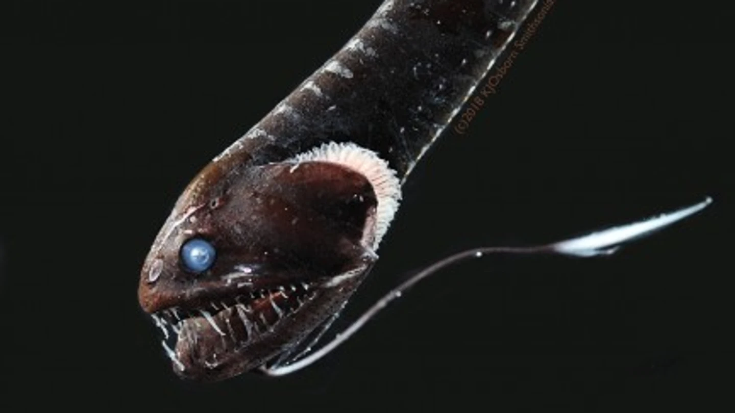 Descubren cuál es el secreto por el que “desaparecen” los peces en aguas profundas Descubren cuál es el secreto por el que “desaparecen” los peces en aguas profundas