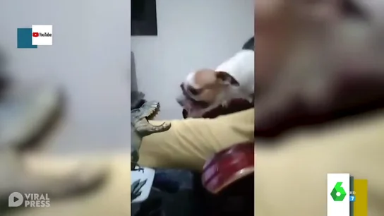 Día Mundial del Perro 2020: estos son los vídeos virales más divertidos de las redes Día Mundial del Perro 2020: estos son los vídeos virales más divertidos de las redes