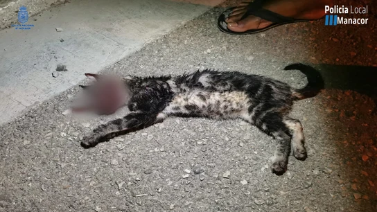 El gato torturado y asesinado por un grupo de jóvenes en Manacor El gato torturado y asesinado por un grupo de jóvenes en Manacor