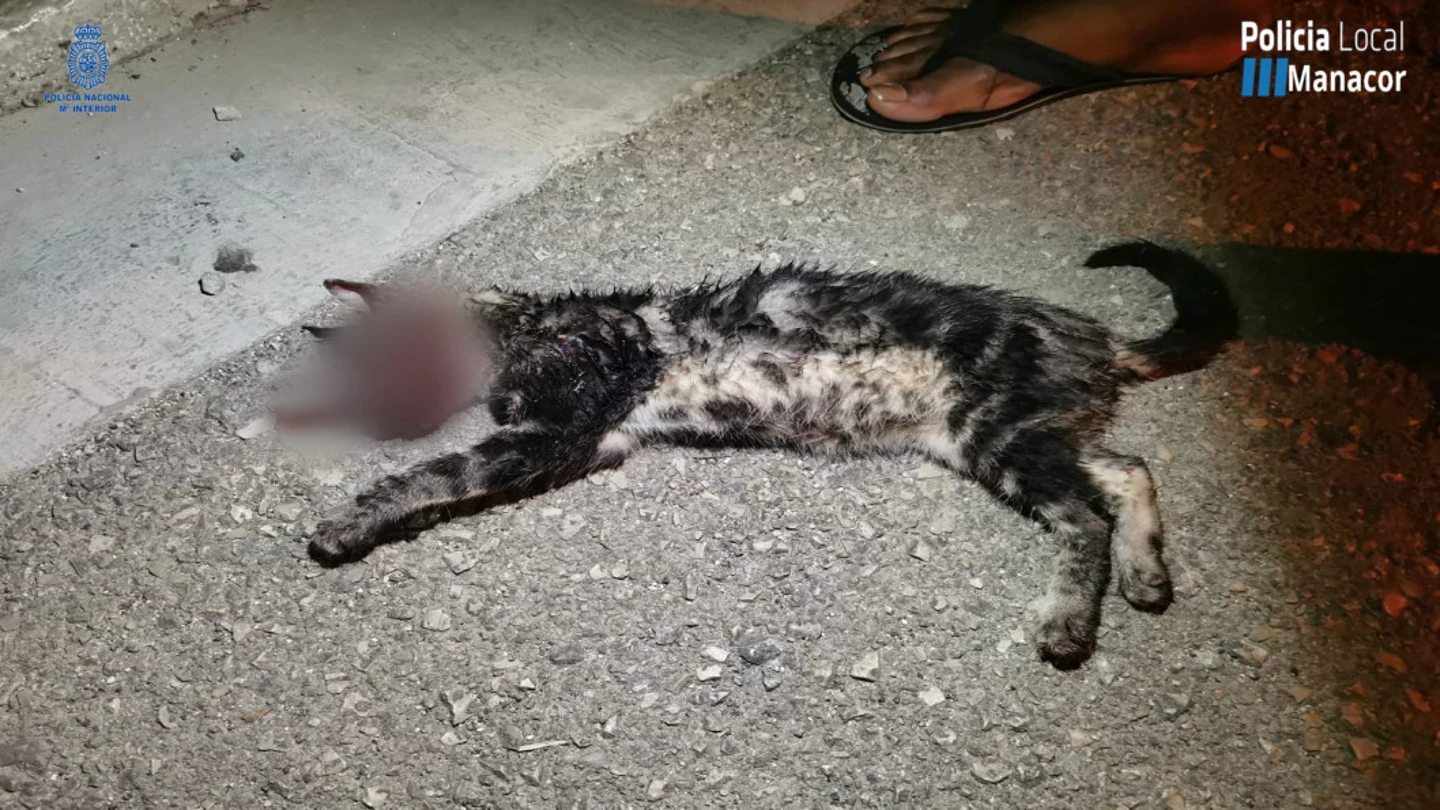 El gato torturado y asesinado por un grupo de jóvenes en Manacor El gato torturado y asesinado por un grupo de jóvenes en Manacor