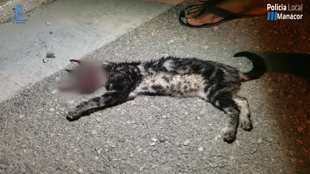 El gato torturado y asesinado por un grupo de jóvenes en Manacor