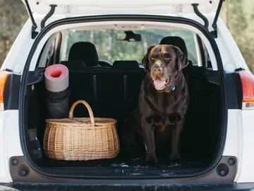 Viajar con mascotas en el coche: las multas a las que te enfrentas Viajar con mascotas en el coche: las multas a las que te enfrentas