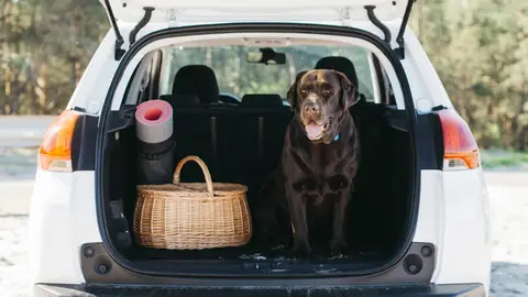 Viajar con mascotas en el coche: las multas a las que te enfrentas Viajar con mascotas en el coche: las multas a las que te enfrentas