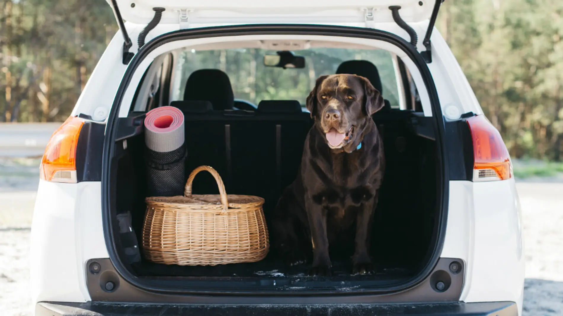 Viajar con mascotas en el coche: las multas a las que te enfrentas