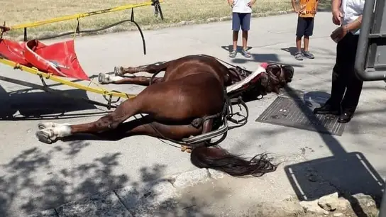 El caballo fallecido en Caserta, Italia El caballo fallecido en Caserta, Italia
