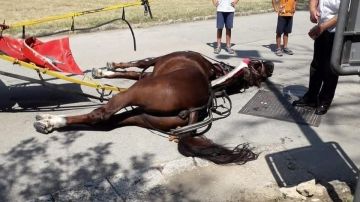 El caballo fallecido en Caserta, Italia