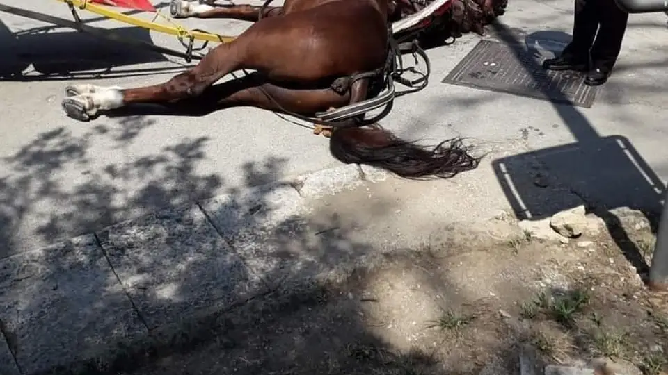 El caballo fallecido en Caserta, Italia