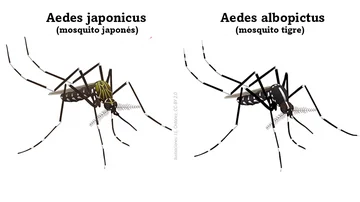 Comparativa entre el mosquito japonés y el mosquito tigre