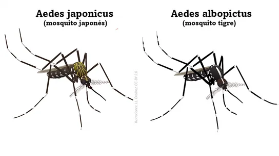 Comparativa entre el mosquito japonés y el mosquito tigre Comparativa entre el mosquito japonés y el mosquito tigre