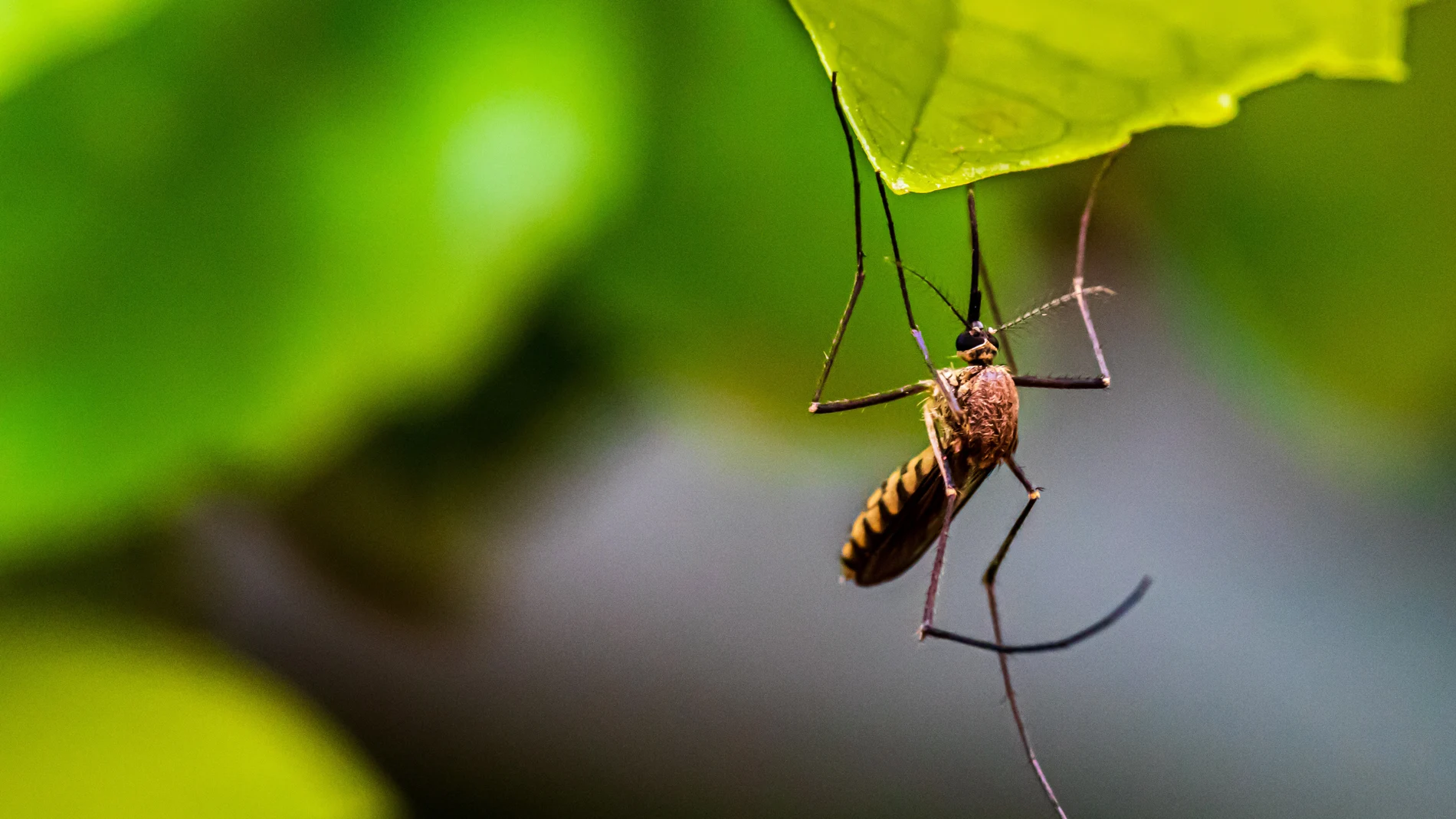 No, el mosquito japonés no está picando en Sevilla: estos son los mosquitos más peligrosos en España