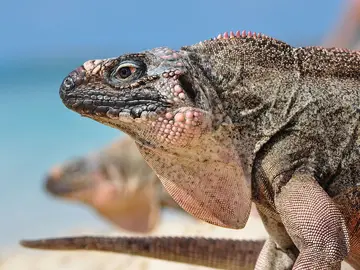 Iguanas Iguanas