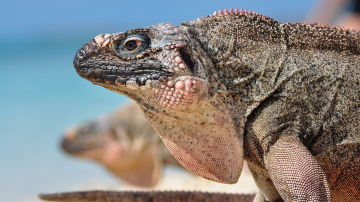 Iguanas