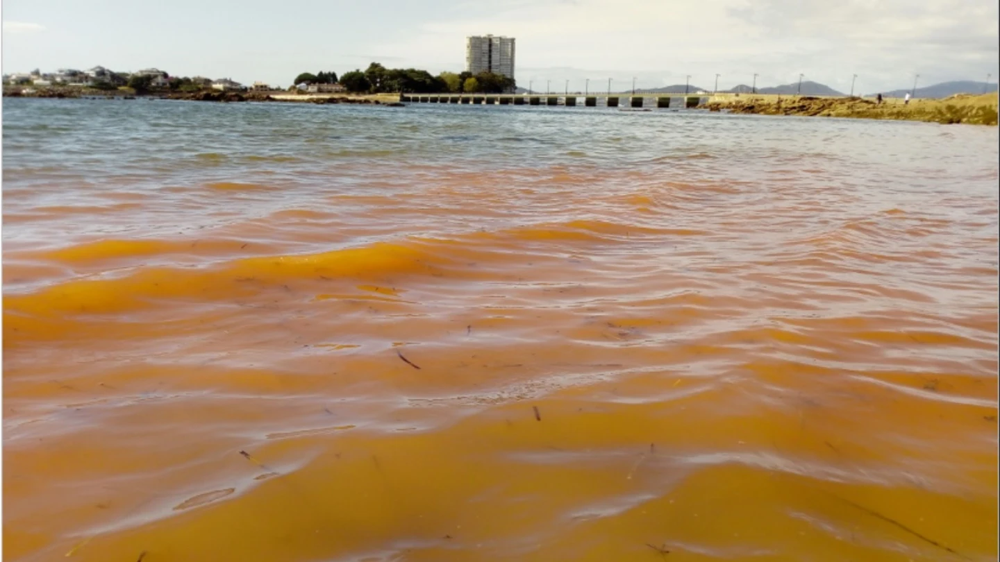 Una marea roja no tóxica tiñe parte del litoral de la ría de Vigo Una marea roja no tóxica tiñe parte del litoral de la ría de Vigo