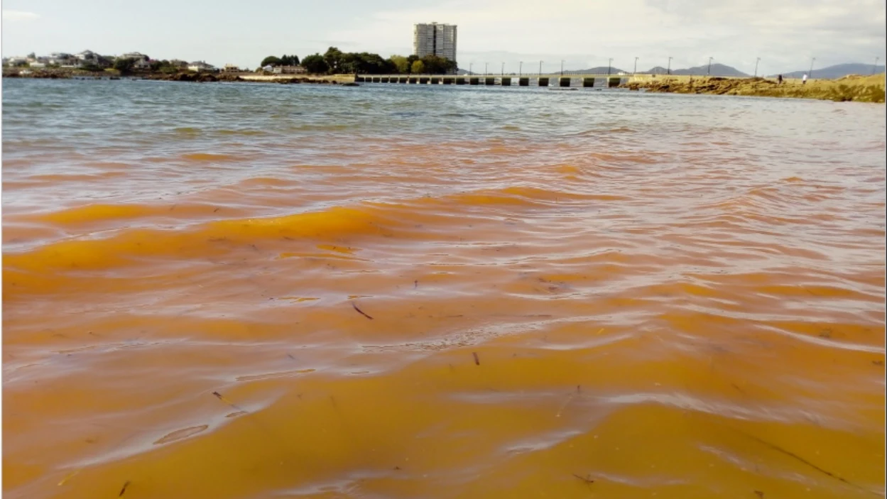 Una marea roja no tóxica tiñe parte del litoral de la ría de Vigo