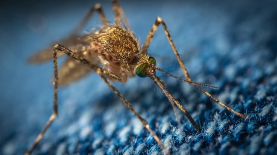 Mosquitos invasores: así es como el cambio climático favorece su llegada Mosquitos invasores: así es como el cambio climático favorece su llegada