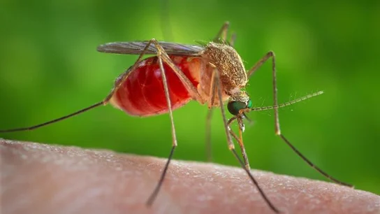 Meningoencefalitis vírica: qué es y cuáles son sus síntomas Meningoencefalitis vírica: qué es y cuáles son sus síntomas