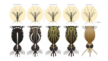 De izda. a drch.: mosquito tigre, mosquito de la fiebre amarilla, mosquito japonés, mosquito de Corea y mosquito común