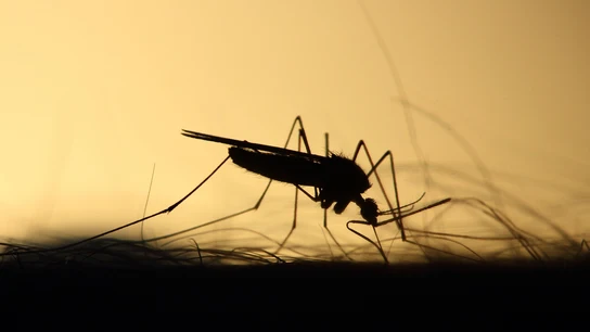 Imagen de recurso de un mosquito Virus de Nilo