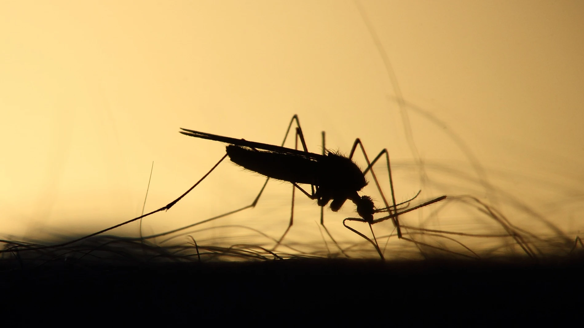 Imagen de recurso de un mosquito