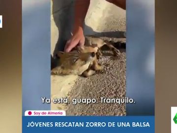 El momento en el que un joven rescata a un zorro de morir ahogado en Almería El momento en el que un joven rescata a un zorro de morir ahogado en Almería