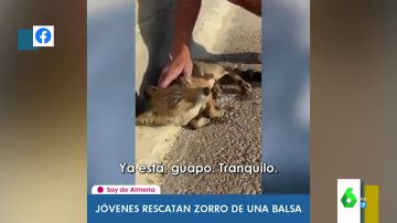 El momento en el que un joven rescata a un zorro de morir ahogado en Almería