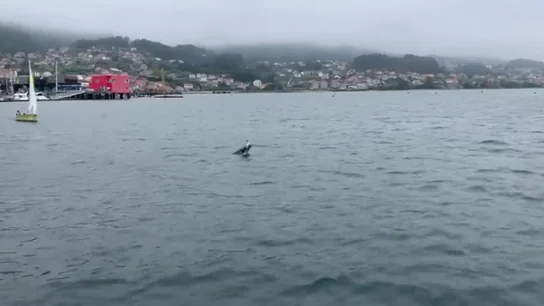 Captan el terrible momento en el que un delfín intenta reanimar a su cría ya muerta en Combarro (Pontevedra) Captan el terrible momento en el que un delfín intenta reanimar a su cría ya muerta en Combarro (Pontevedra)