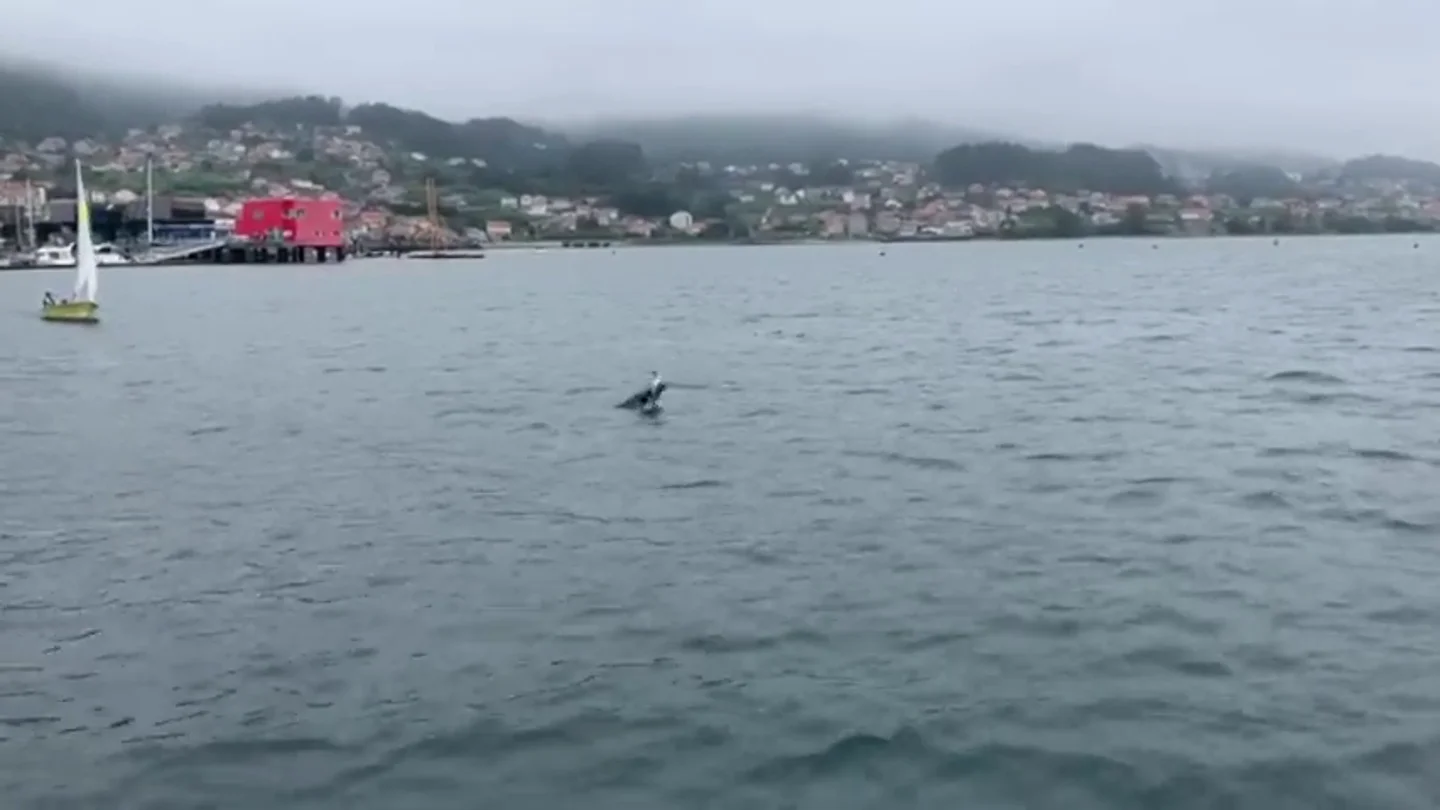 Captan el terrible momento en el que un delfín intenta reanimar a su cría ya muerta en Combarro (Pontevedra) Captan el terrible momento en el que un delfín intenta reanimar a su cría ya muerta en Combarro (Pontevedra)