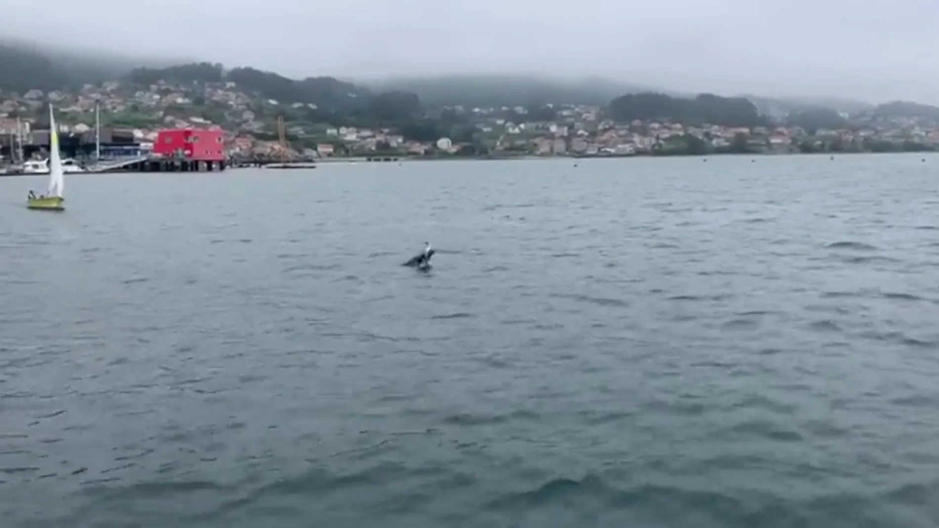 Captan el terrible momento en el que un delfín intenta reanimar a su cría ya muerta en Combarro (Pontevedra)