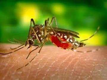 Picadura de mosquito Picadura de mosquito