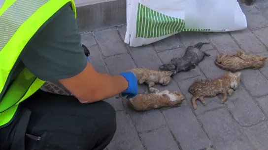 Un guardia civil junto a los cachorros de gato muertos Un guardia civil junto a los cachorros de gato muertos