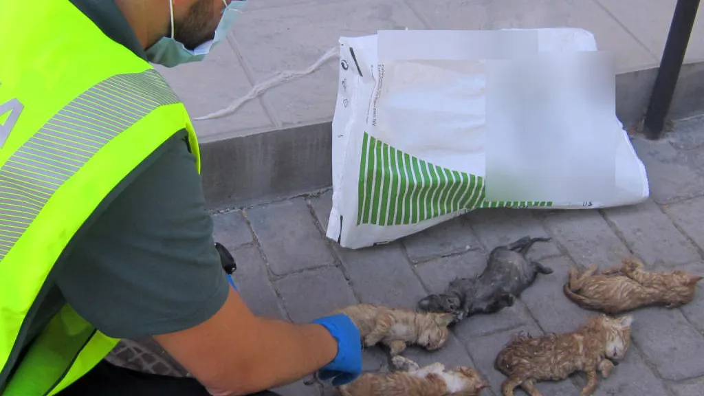 Un guardia civil junto a los cachorros de gato muertos