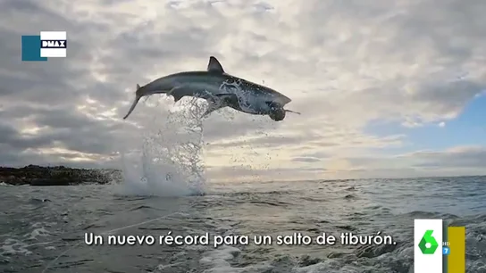 Salto de tiburón blanco Salto de tiburón blanco