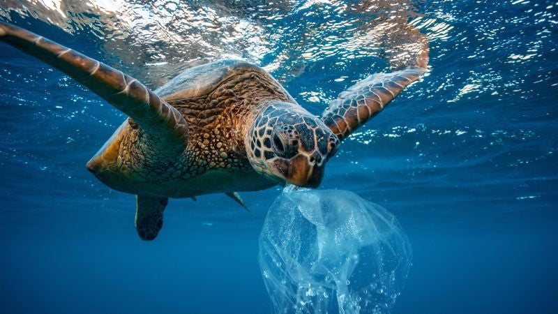 Enzimas devoradoras de plástico: ¿la solución a la contaminación?