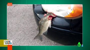 Inquietante imagen: ¿qué hay detrás de la foto de este pez muerto en el capó de un coche?