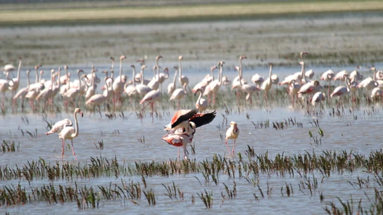 Parque Nacional de Doñana, Huelva Parque Nacional de Doñana, Huelva