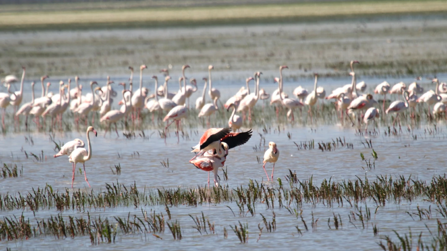 Parque Nacional de Doñana, Huelva Parque Nacional de Doñana, Huelva