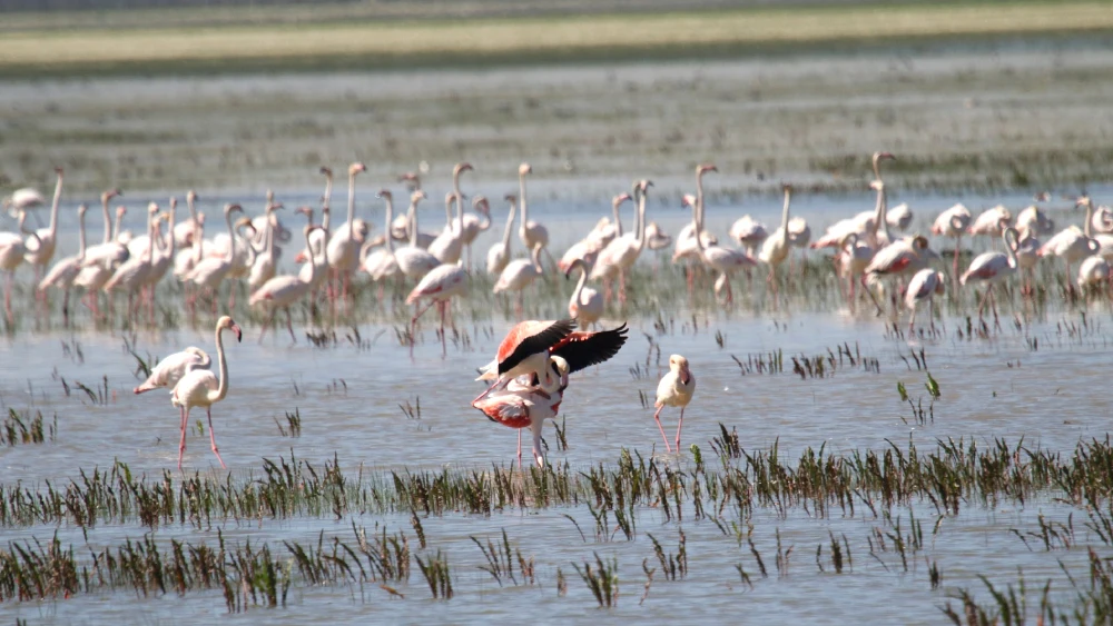 Parque Nacional de Doñana, Huelva