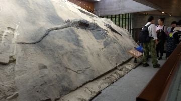 El festin de un reptil del Triasico cambia lo que sabemos de los depredadores prehistoricos