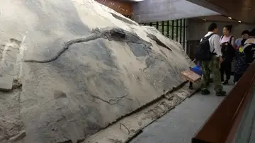 El festin de un reptil del Triasico cambia lo que sabemos de los depredadores prehistoricos El festin de un reptil del Triasico cambia lo que sabemos de los depredadores prehistoricos