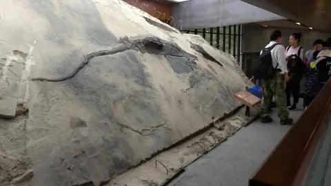 El festin de un reptil del Triasico cambia lo que sabemos de los depredadores prehistoricos El festin de un reptil del Triasico cambia lo que sabemos de los depredadores prehistoricos