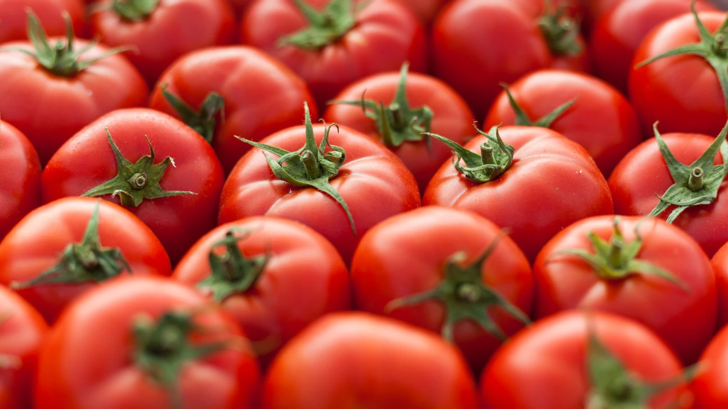 Tomates Tomates