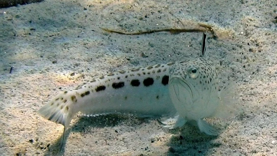 Ejemplar de pez araña Trachinus araneus Ejemplar de pez araña Trachinus araneus