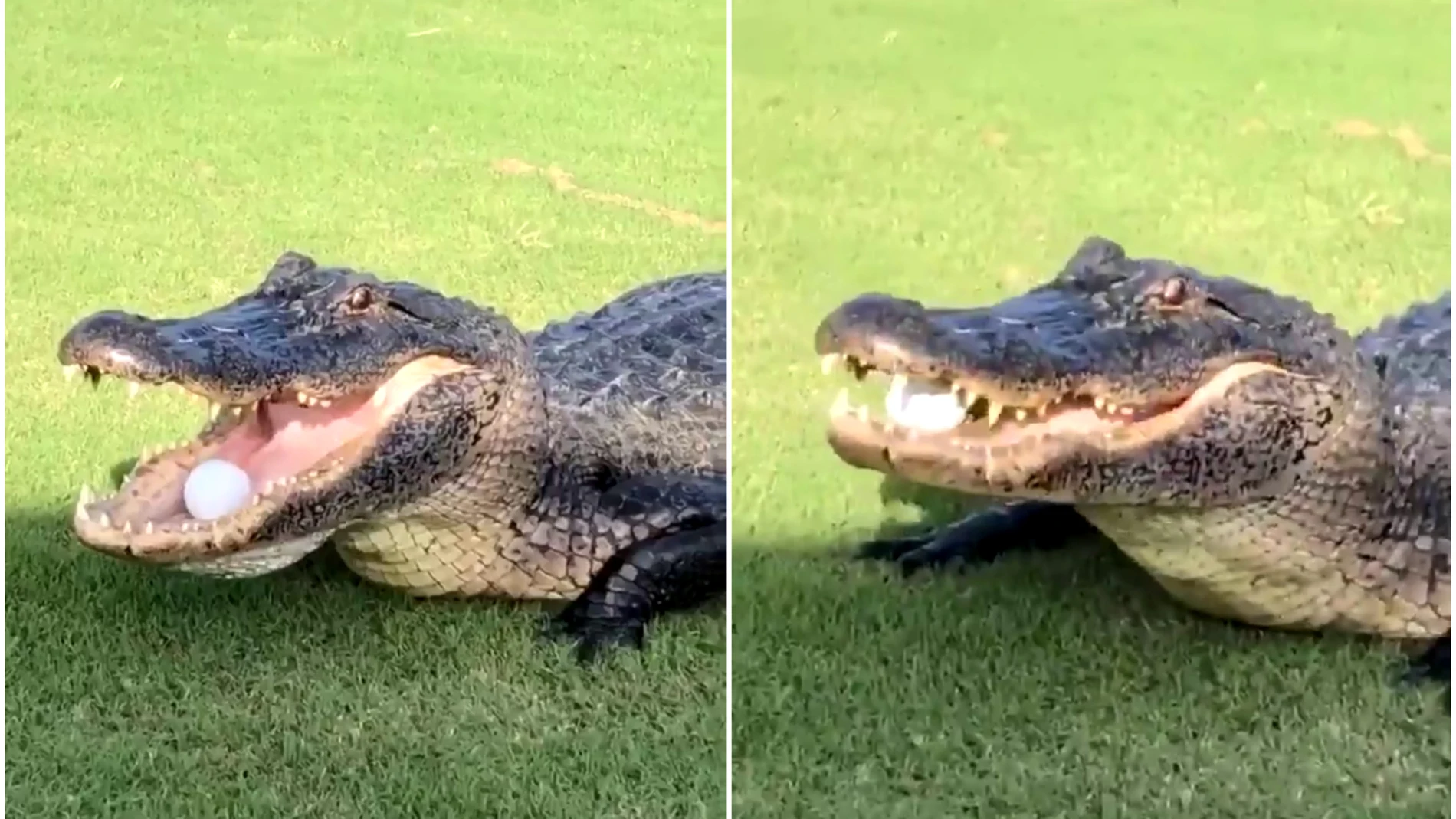 Un cocodrilo recoge una bola de golf
