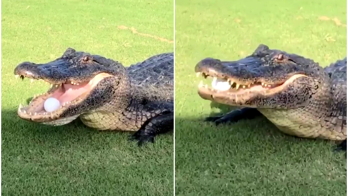 Un cocodrilo recoge una bola de golf