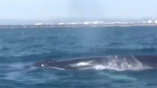Un familia de cuatro ballenas obliga a cortar el tráfico marítimo de Barcelona Un familia de cuatro ballenas obliga a cortar el tráfico marítimo de Barcelona