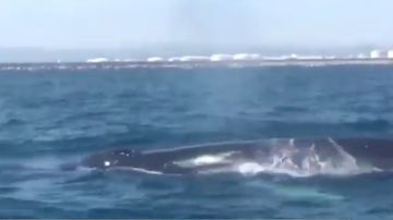 Un familia de cuatro ballenas obliga a cortar el tráfico marítimo de Barcelona
