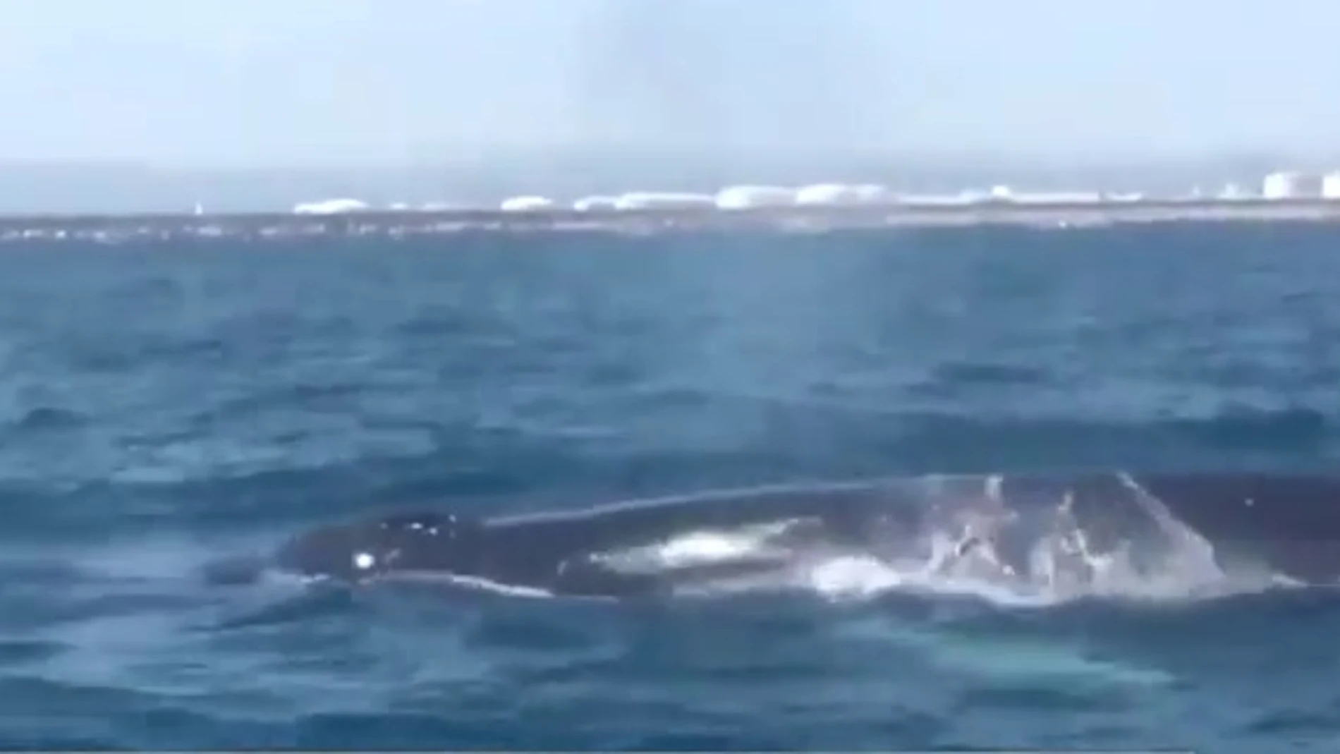 Un familia de cuatro ballenas obliga a cortar el tráfico marítimo de Barcelona