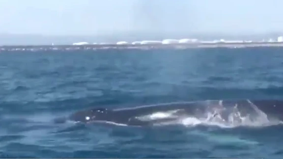 Un familia de cuatro ballenas obliga a cortar el tráfico marítimo de Barcelona