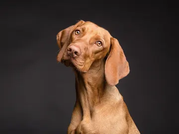 Perro Perro